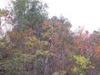 eagle in tree